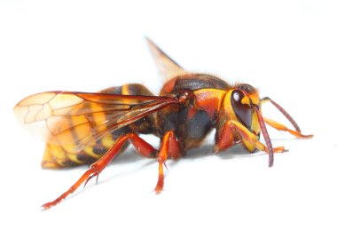 The European Hornet (Vespa crabro).