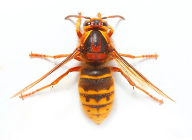 The European Hornet (Vespa crabro).
