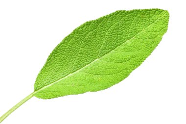 The Spearmint (Mentha spicata) leaves.