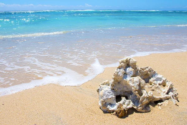Coralli morti sulla spiaggia . — Foto Stock