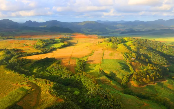 Paysage rural avec champs de canne à sucre . — Photo