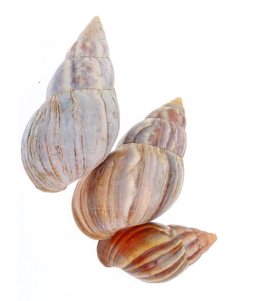 Sea shell dekorativa objekt — Stockfoto