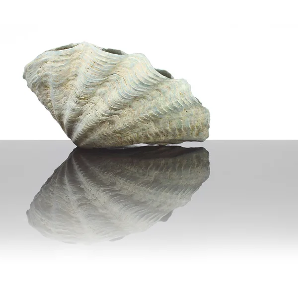 Sea shell dekorativní předmět — Stock fotografie
