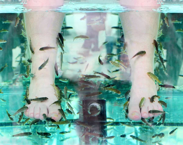 Pesce spa pedicure — Foto Stock