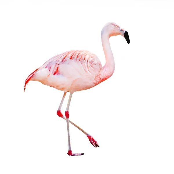 Le flamant rose (Phoenicopterus roseus) ). — Photo