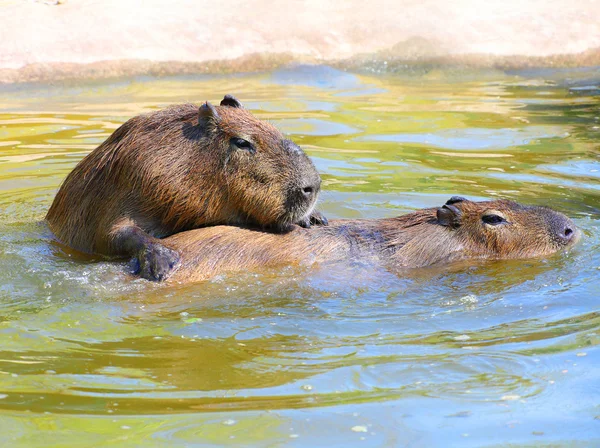 Beminen vervaardiging van paar van de capibara — Stockfoto