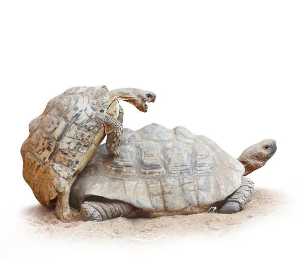 Love making turtles couple — Stock Photo, Image