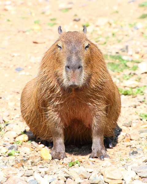 Jeden ładny Kapibara — Zdjęcie stockowe