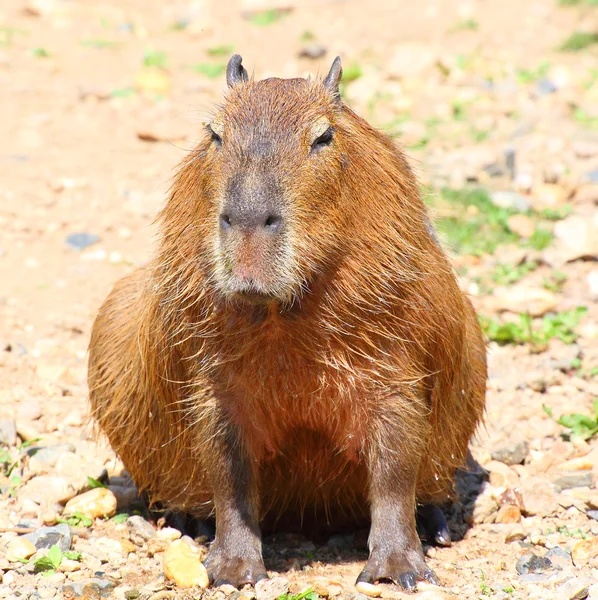 Ένα χαριτωμένο Capybara — Φωτογραφία Αρχείου