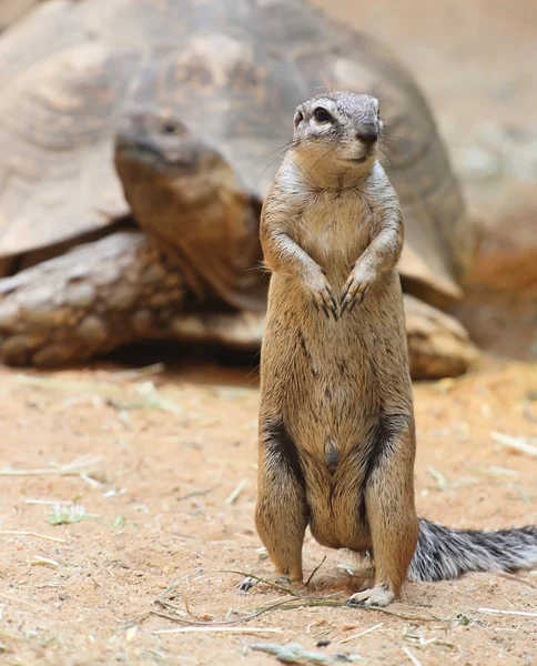 Animals on the road. Squirrel and turtle — Stock Photo, Image