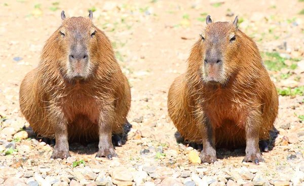 Un par de The Capybara — Foto de Stock