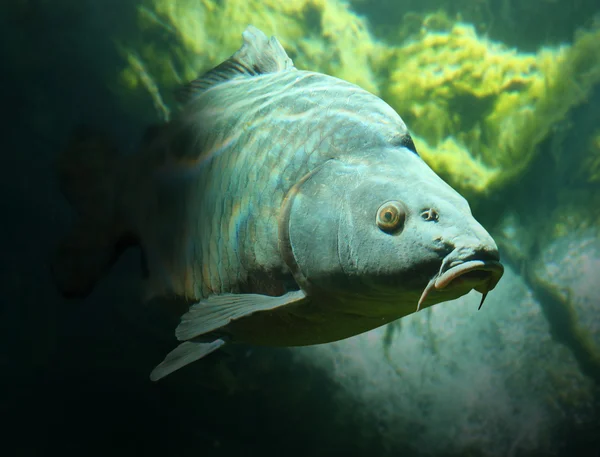 Underwater photo of a trophy Mirror Carp. — Stock Photo, Image