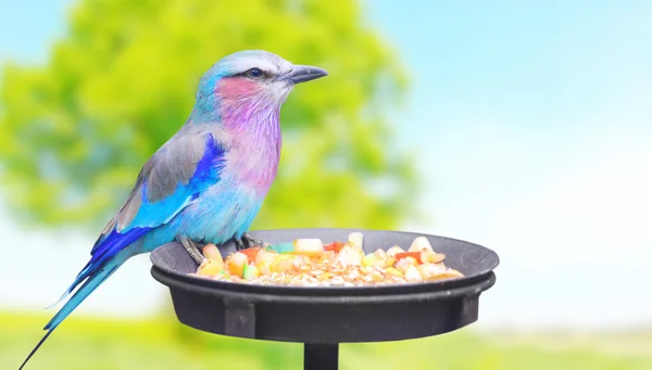 Tropical bird on bird table. — Stock Photo, Image