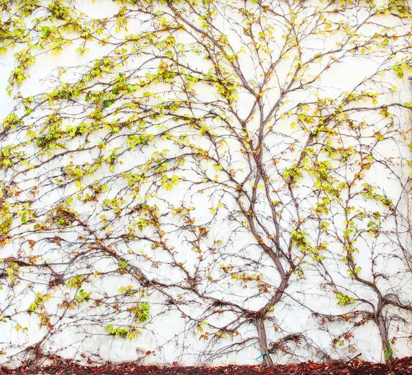 Blumenhintergrund mit Baum an der Wand. — Stockfoto