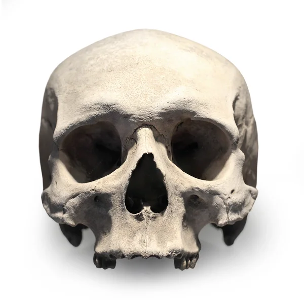 Human skull on white. — Stock Photo, Image