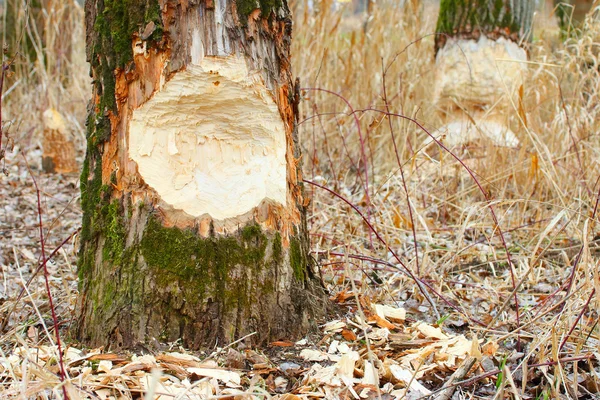 Beaver tarafından zarar gören ağaç — Stok fotoğraf