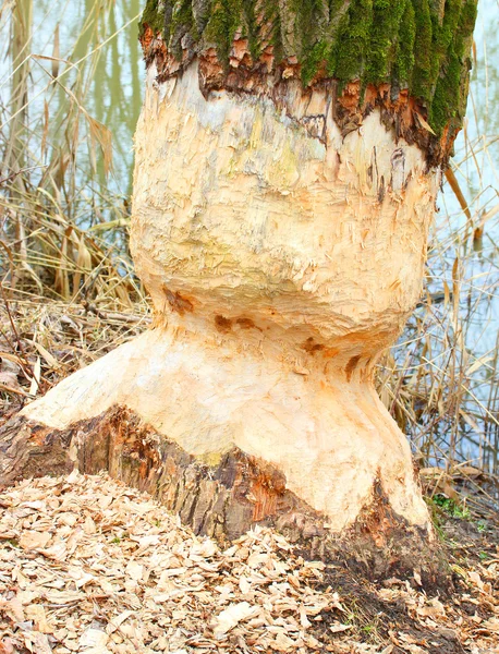 Árbol dañado por Beaver — Foto de Stock