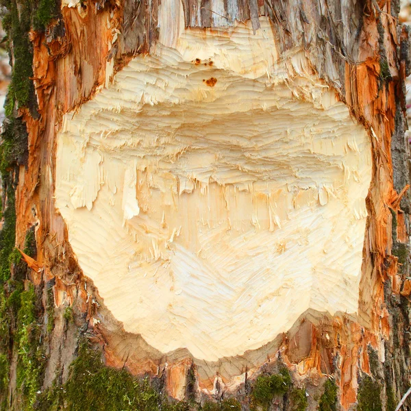 Uszkodzone drzewa przez bóbr — Zdjęcie stockowe