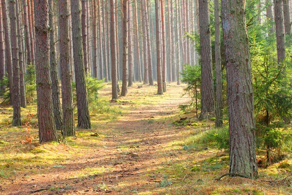 Verano en bosque de pinos . — Foto de Stock