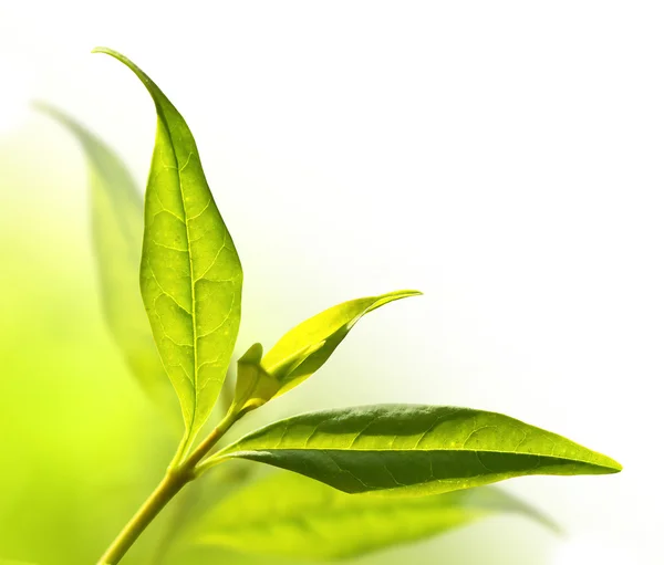 Tea tree leaves Stock Photos, Royalty Free Tea tree leaves Images
