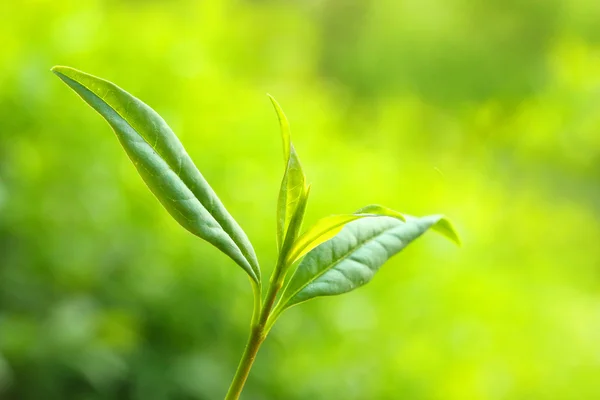 Folhas de chá verde. — Fotografia de Stock