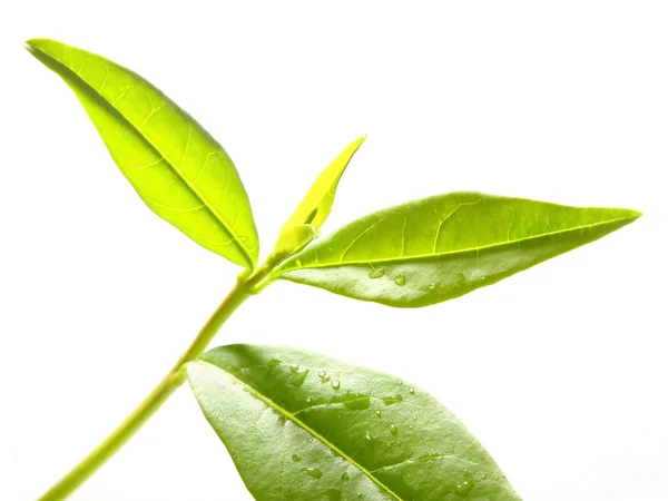 Green tea leaves. — Stock Photo, Image