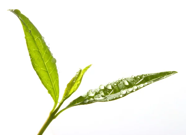 Hojas de té verde. —  Fotos de Stock