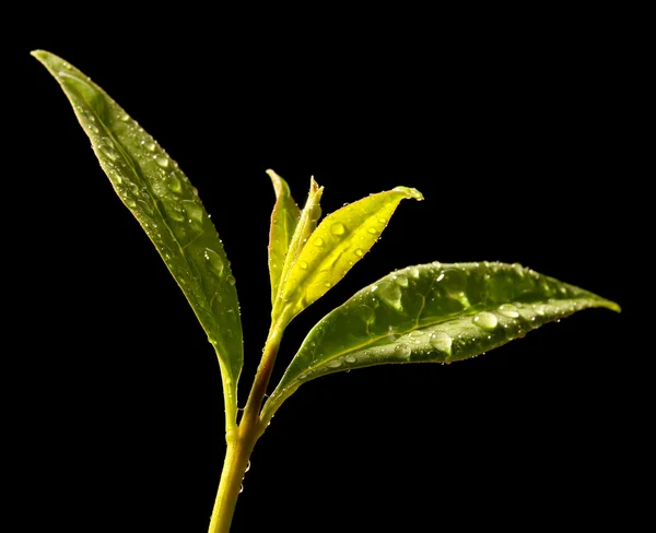 Зеленые чайные листья. — стоковое фото