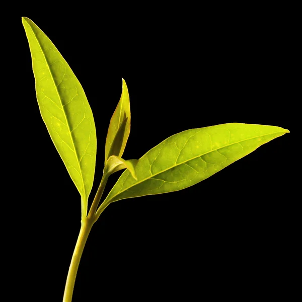 Φύλλα πράσινου τσαγιού. — Φωτογραφία Αρχείου