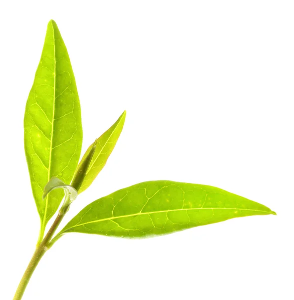 Green tea leaves. — Stock Photo, Image