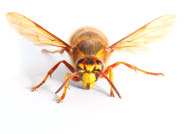 O Hornet Europeu (Vespa crabro ). — Fotografia de Stock