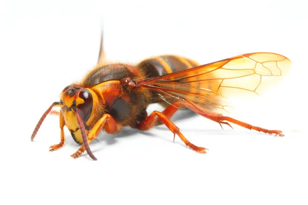 Die europäische Hornisse (vespa crabro). — Stockfoto