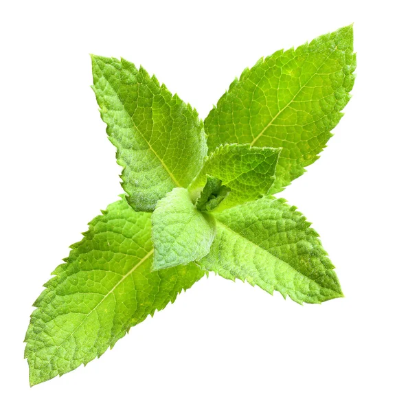 Las hojas de menta verde (Mentha spicata) . — Foto de Stock