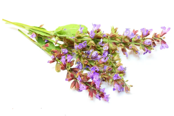 Den gemensamma salvia (salvia officinalis) — Stockfoto