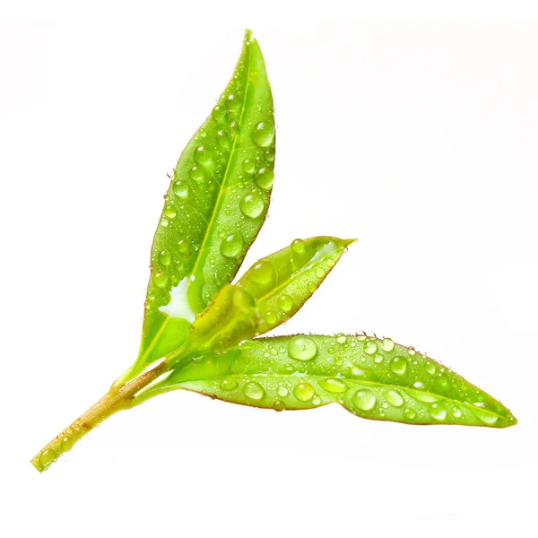 Green tea leaf. — Stock Photo, Image