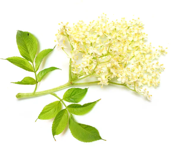 Den äldste eller fläder (Sambucus nigra). — Stockfoto