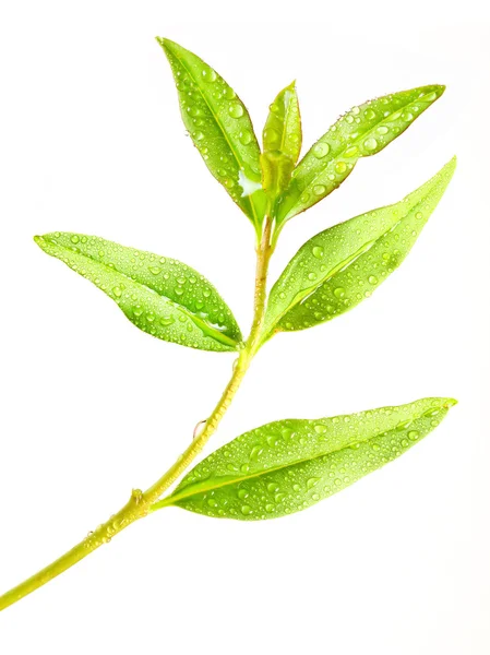 Green tea leaf. — Stock Photo, Image