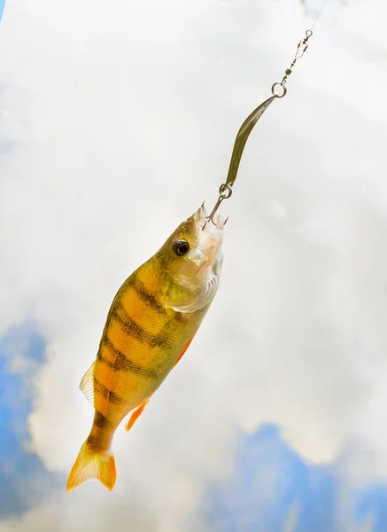 Fishing catch in river. — Stock Photo, Image