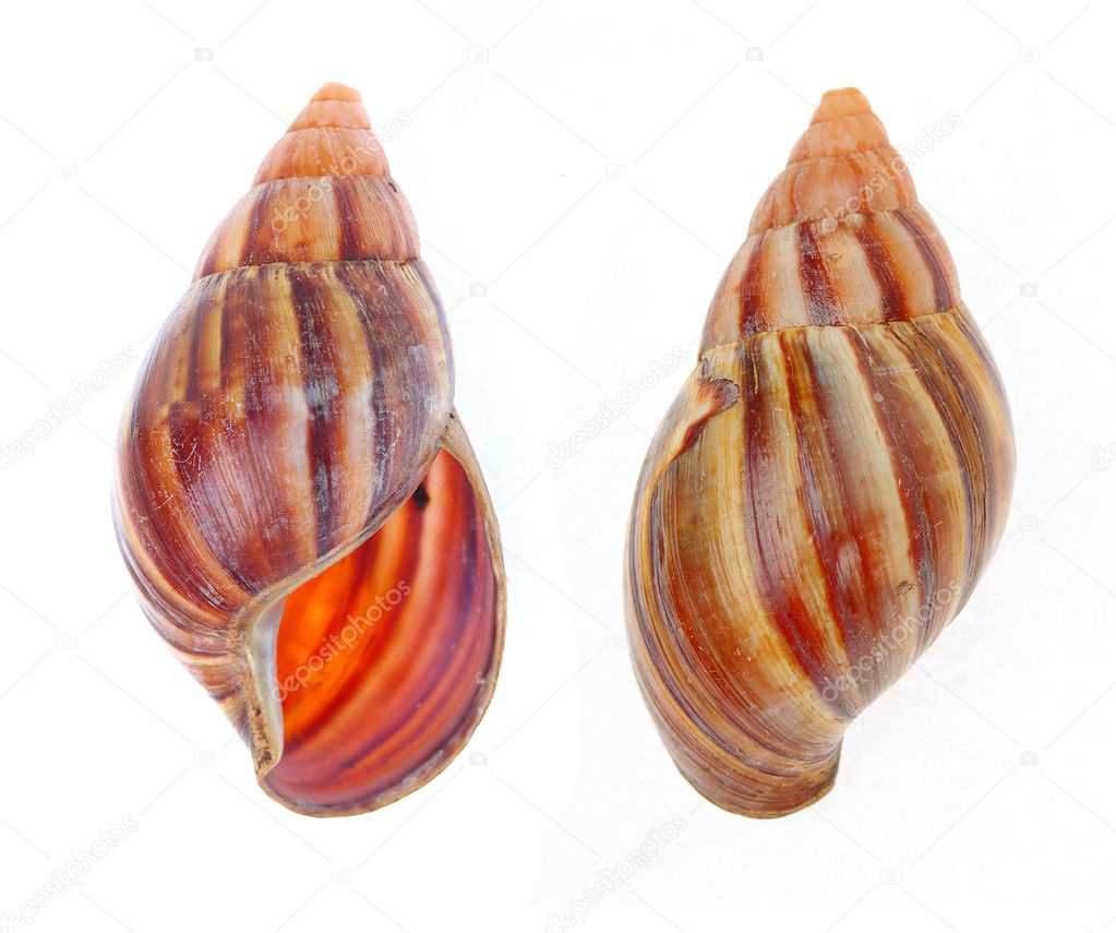 Sea shell decorative object 