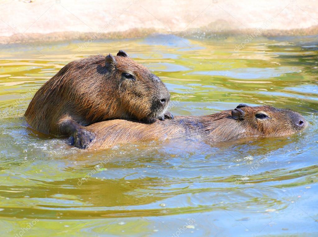 Love making couple of The Capybara Stock Photo by ©vladvitek 95883618