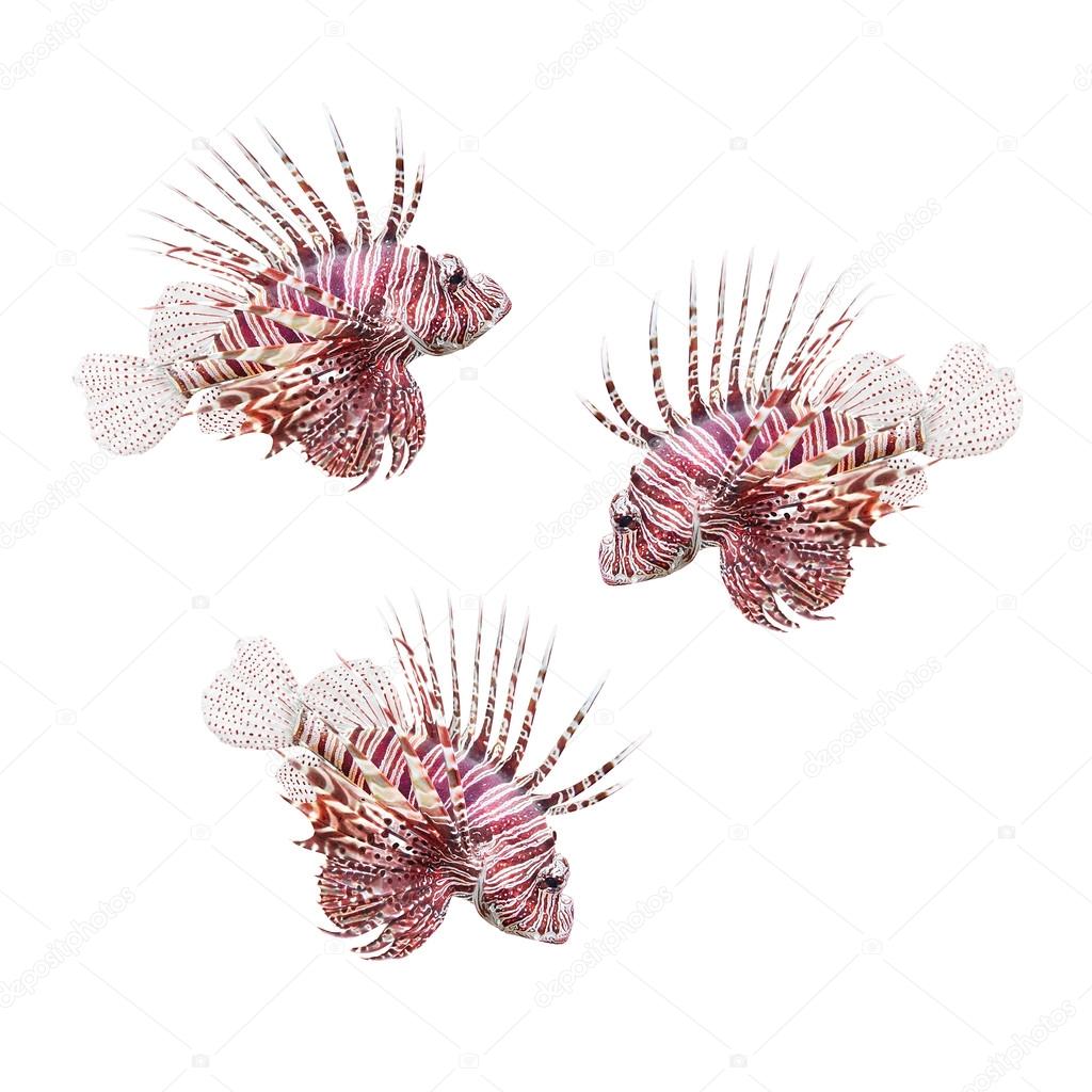 The Red Lionfish (Pterois volitans).