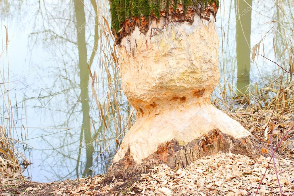 Damaged tree by Beaver