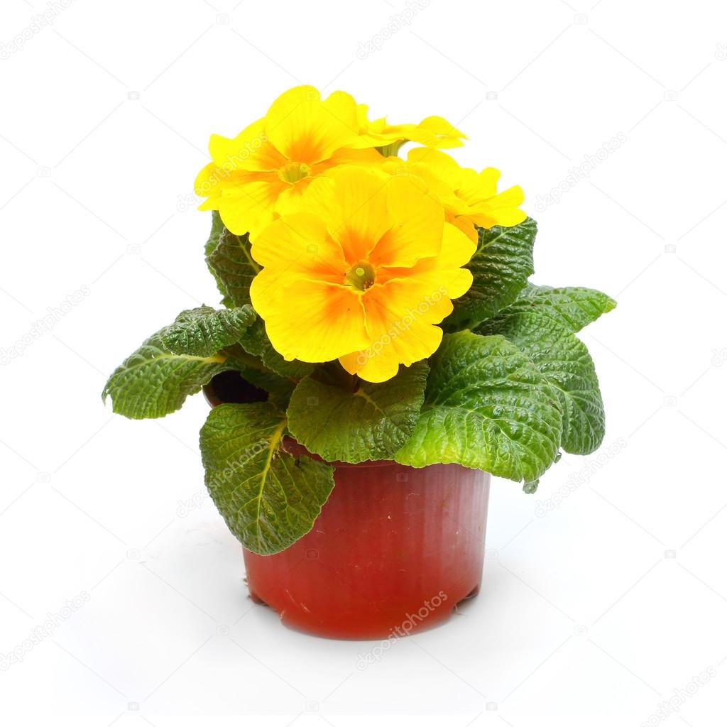 Yellow Primula in ceramic pot