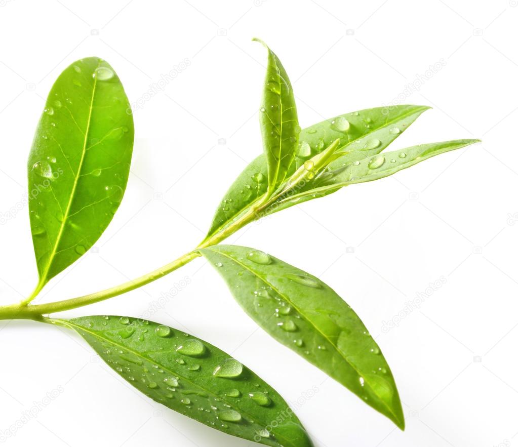 Green tea leaves.