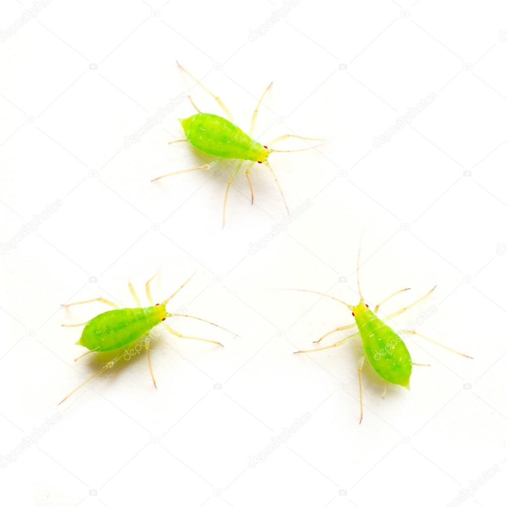 Green aphids on white background 