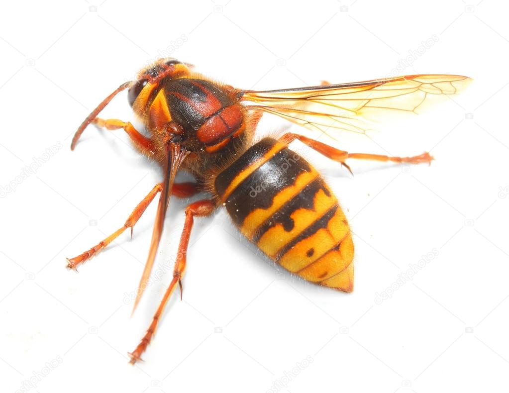 The European Hornet (Vespa crabro).