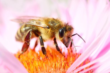 Avrupa bal arı (Apis mellifera)