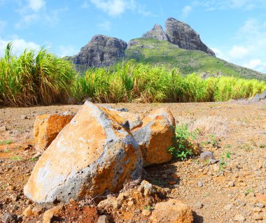 Şeker kamışı tarlası.