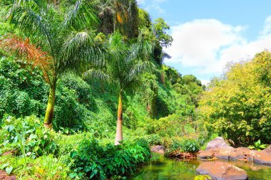 Rainforest Mauritius Adası.