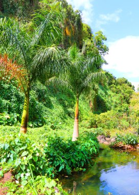 Mauritius üzerinde yağmur ormanları.